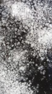 Sea Salt Crystals