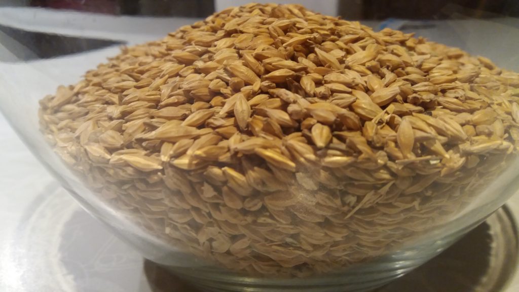 Barley seeds