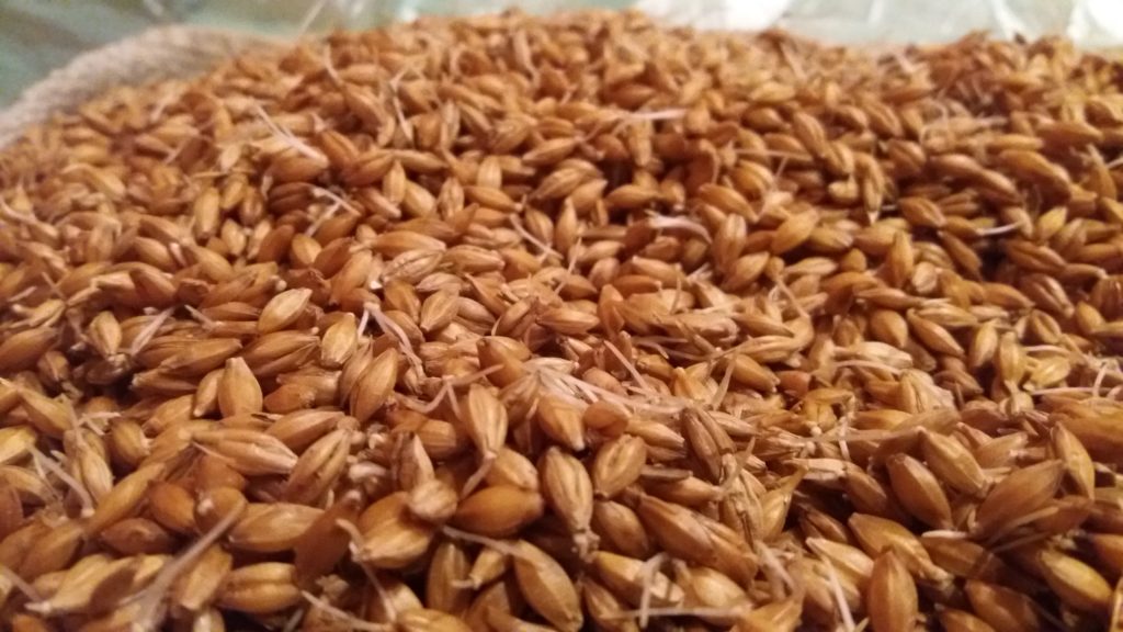 Germinating barley seeds