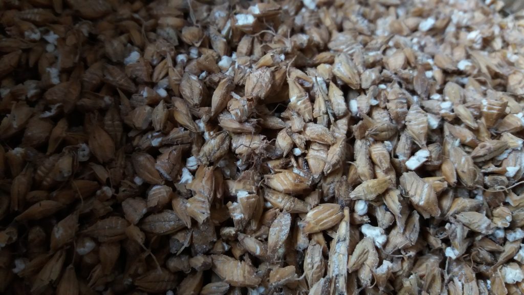 Milled malted barley